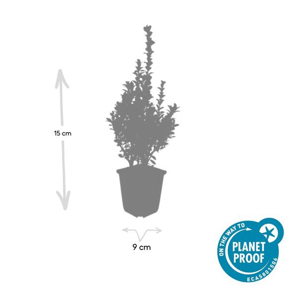 Buxus Sempervirens - ↕10-25cm - Ø9cm - 12x  BotanicBridge