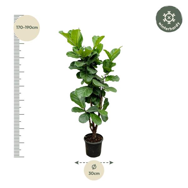 Ficus Lyrata vertakt - 180cm - ⌀32  BotanicBridge