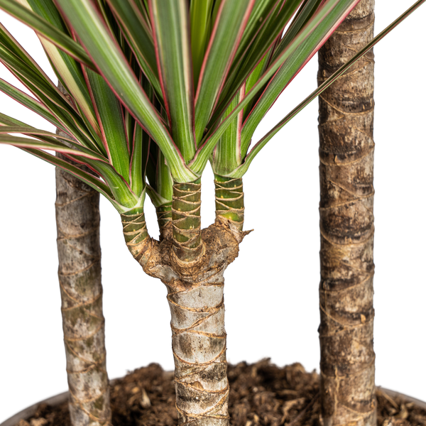 Dracaena Marginata Bicolor Ø21cm - ↕120cm  BotanicBridge