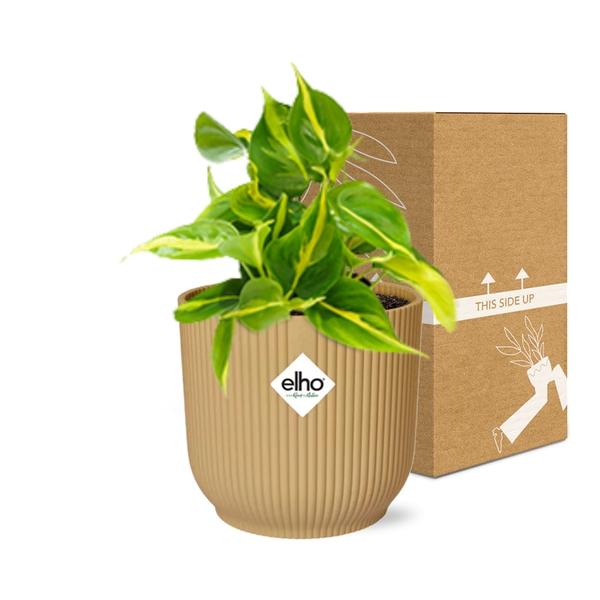 Philodendron Scandens ‘Brasil’ in ELHO Vibes Fold 14cm geel  BotanicBridge