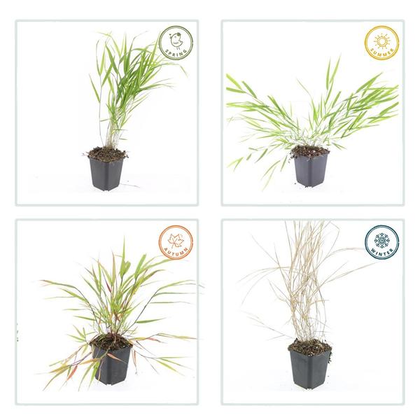 Hakonechloa macra - ↕10-25cm - Ø9cm - 20x  BotanicBridge