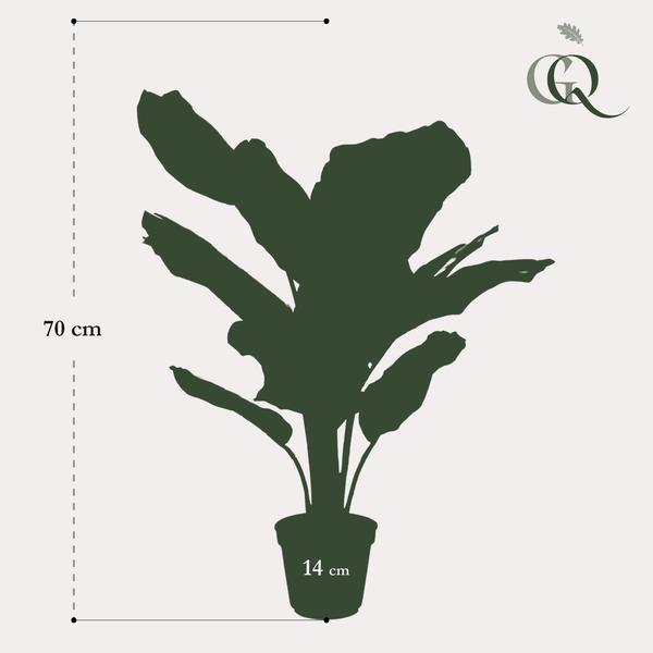 Kunstplant - Calathea Orbifolia - Schaduwplant - 60 cm  BotanicBridge