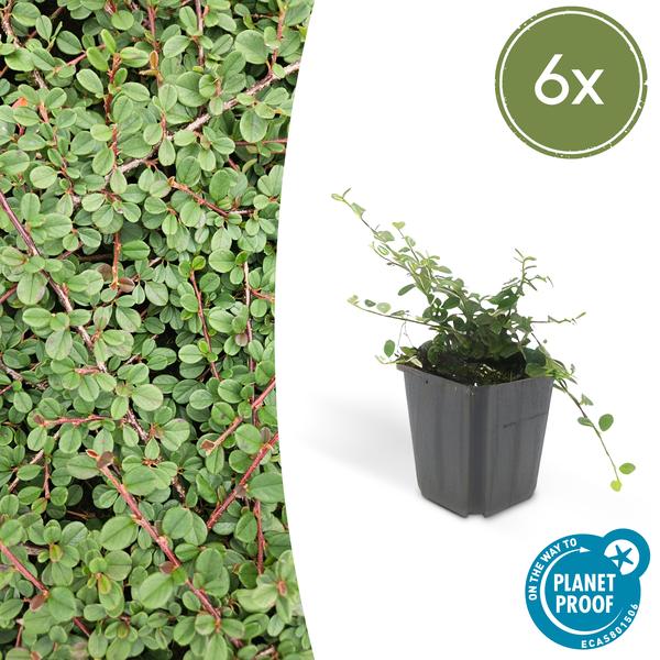 Cotoneaster pr. 'Queen of Carpets' - ↕10-25cm - Ø9cm - 6x  BotanicBridge