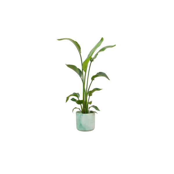 Combi deal - Strelitzia Nicolai inclusief elho Ocean Round pacifisch groen Ø22 - 130 cm  BotanicBridge