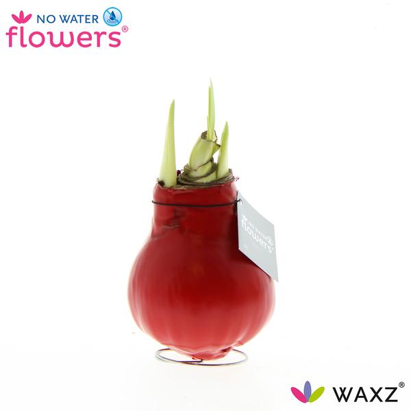 No Water Flowers Waxz® Red - ↕15cm  BotanicBridge