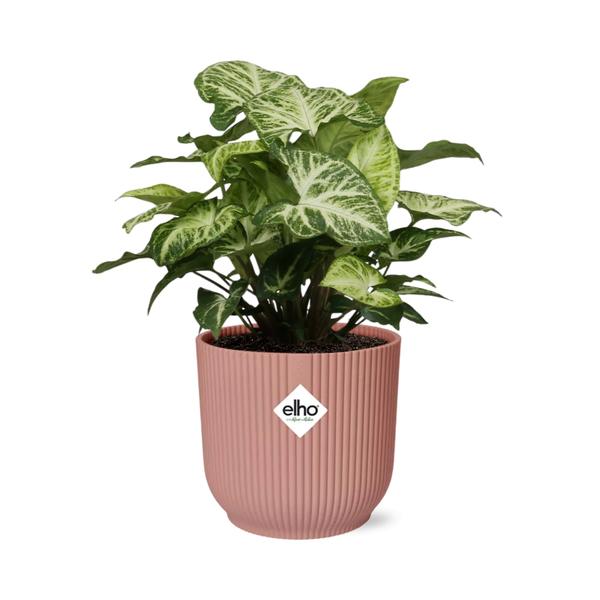 Syngonium Arrow in ELHO Vibes Fold 14cm roze  BotanicBridge