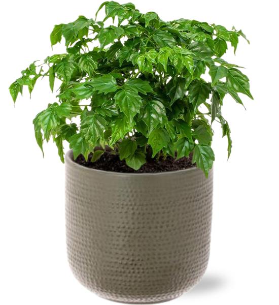 Rademachera Sinica - Ø12cm - ↕27cm + Aresso Pot D13x12,5cm - Grijs Groen  BotanicBridge