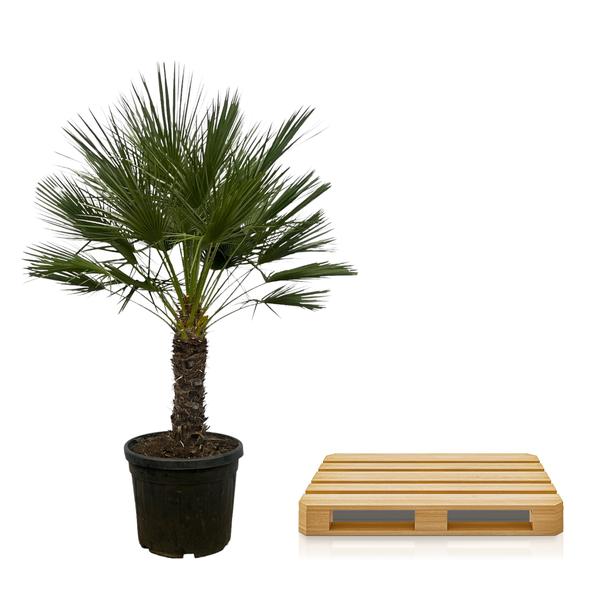 Chamaerops Humilis op stam - 150 cm - Ø45cm  BotanicBridge