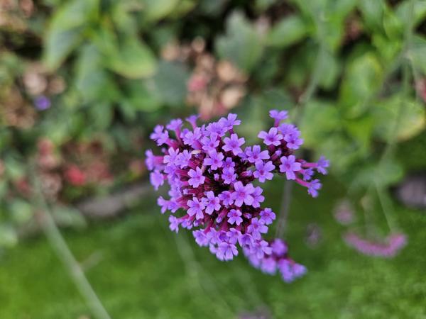 Verbena bon. 'Lollipop' - ↕10-25cm - Ø9cm - 12x  BotanicBridge