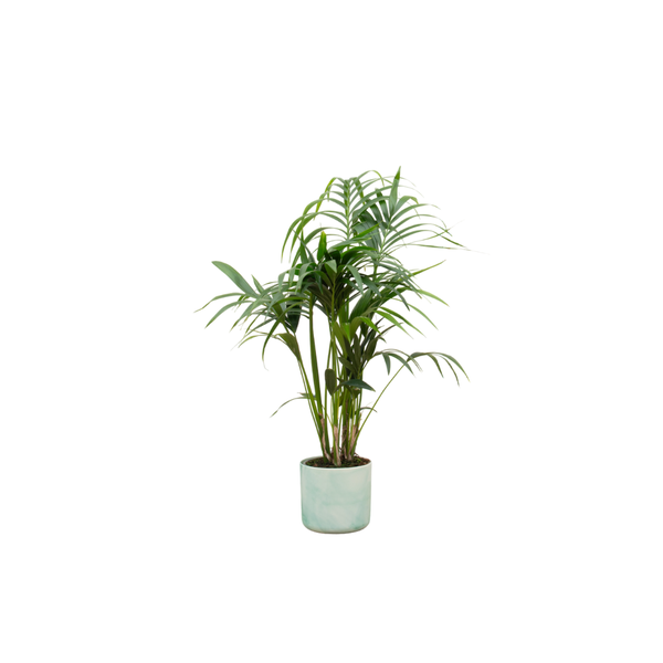 Combi deal - Kentia palm inclusief elho Ocean Round pacifisch groen Ø22 - 130 cm  BotanicBridge