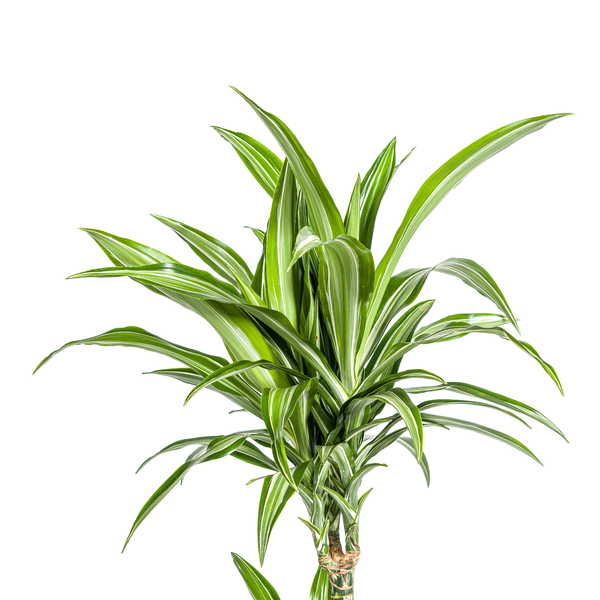 Dracaena Deremensis White Stripe Ø21cm - ↕100cm  BotanicBridge