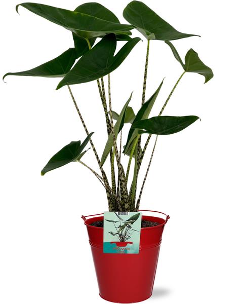 Alocasia Zebrina - Ø19cm - ↕75cm + Emmer D20x18,5cm - Rood  BotanicBridge