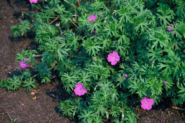 Geranium 'Tiny Monster' - ↕10-25cm - Ø9cm - 20x  BotanicBridge