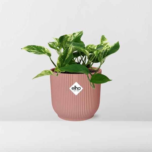 Scindapsus (Epipremnum) Marble Queen in ELHO Vibes Fold 14cm roze  BotanicBridge