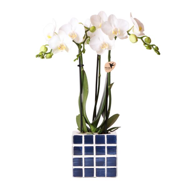 Kolibri Orchids | Witte phalaenopsis orchidee Amabilis + Mosa sierpot blauw - potmaat Ø9cm | bloeiende kamerplant - vers van de kweker  BotanicBridge