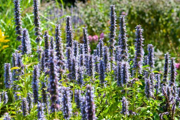 Agastache 'Black Adder' - ↕10-25cm - Ø9cm - 20x  BotanicBridge