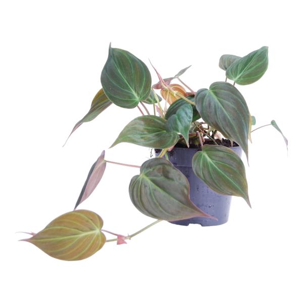 Philodendron scandens 'Micans' - 25 cm - ø12  BotanicBridge