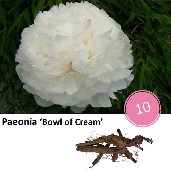 Paeonia 'Bowl of Cream' - 10x  BotanicBridge