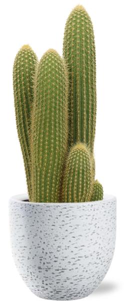 Vatricania Guentheri - Ø21cm - ↕55cm + Tim Pot D24x22cm - Wit  BotanicBridge