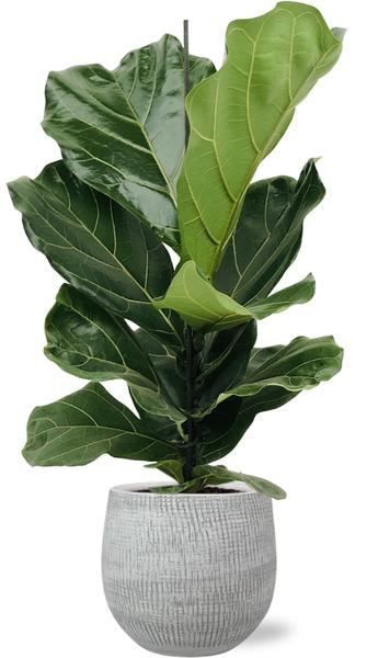 Ficus Lyrata - Ø17cm - ↕75cm + Ryan Pot D18x16cm - Wit  BotanicBridge