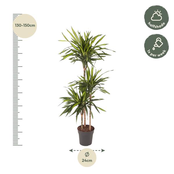 Dracaena Riki - 140 cm - ø24  BotanicBridge