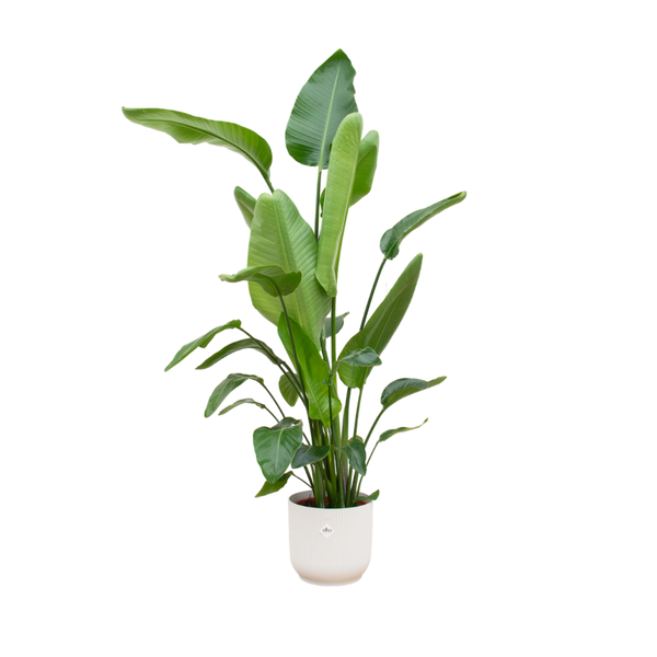 Strelitzia Nicolai inclusief elho Vibes Fold Round wit - 180 cm - Ø30  BotanicBridge