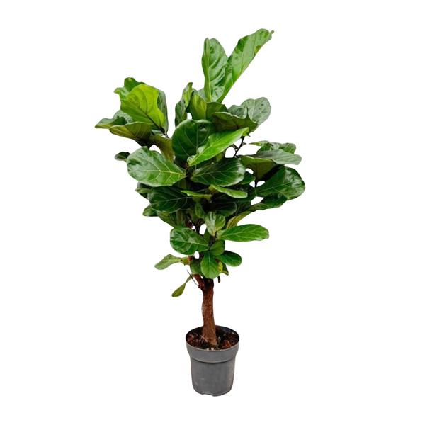 Ficus Lyrata vertakt - 160cm - ø24  BotanicBridge