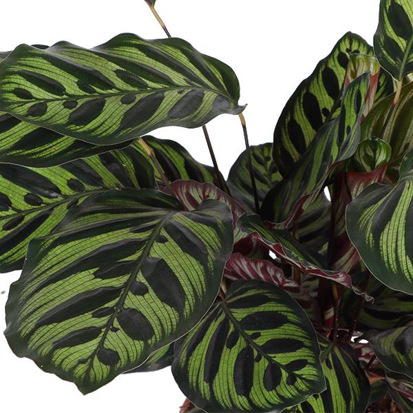 Calathea Makoyana Ø21cm - ↕70cm in Boule TAUPE pot  BotanicBridge