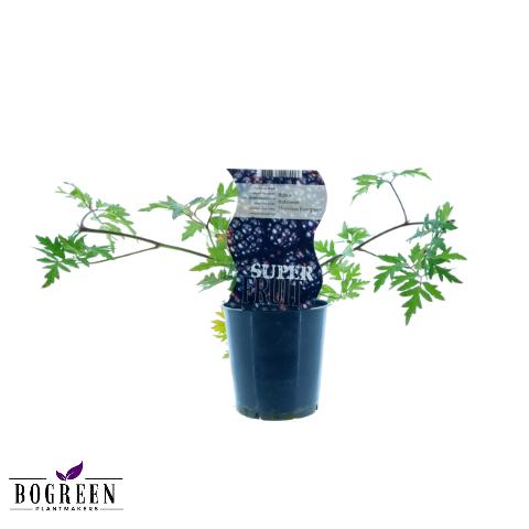 Rubus Thornless Evergreen (Doornloze braam) - Ø12cm - ↕30cm  BotanicBridge