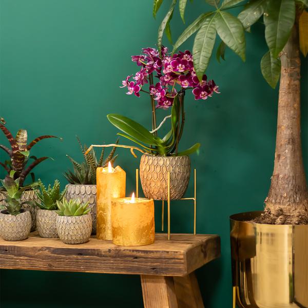 Kolibri Home | Plantenstandaard - Gouden metalen planten verhoging Ø12cm  BotanicBridge