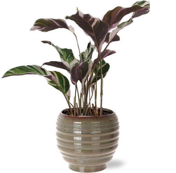 Calathea Fusion White Basic - Ø14cm - ↕40cm + Dalmine Pot D15x14cm - Grijs  BotanicBridge