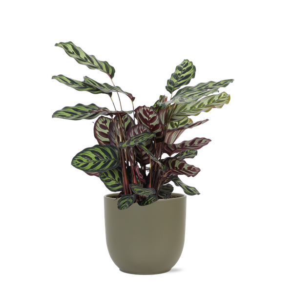 Calathea Makoyana Ø21cm - ↕70cm in Boule OLIJF pot  BotanicBridge