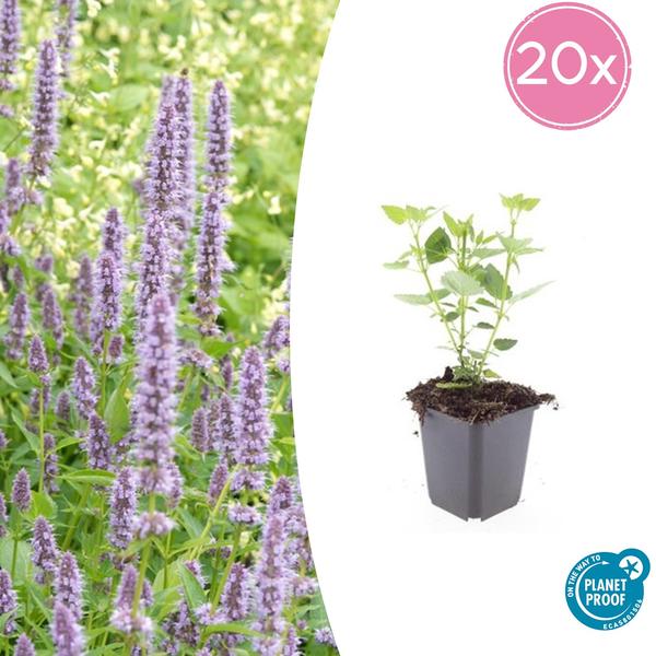 Agastache 'Blue Fortune' - ↕10-25cm - Ø9cm - 20x  BotanicBridge