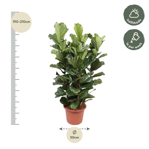 Ficus Lyrata struik XL - 200 cm - ø50  BotanicBridge