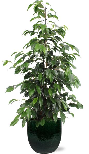 Ficus benjamina Danielle - Ø21cm - ↕95cm + Jolin Pot D24x23cm - Groen  BotanicBridge