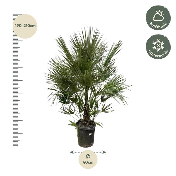 Chamaerops Humilis struik - 200 cm - ø40  BotanicBridge