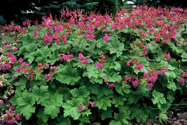 Geranium macr. 'Czakor' - ↕10-25cm - Ø9cm - 20x  BotanicBridge