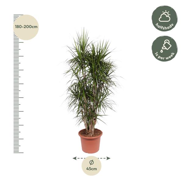 Dracaena Marginata vertakt - 190 cm - ø35  BotanicBridge