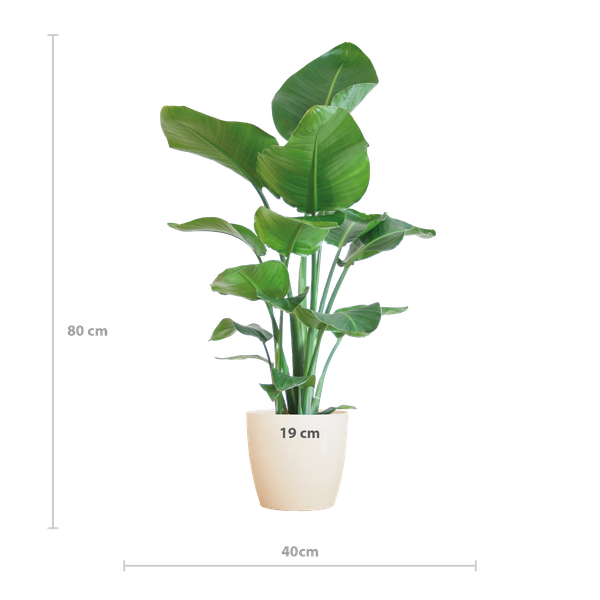 Strelitzia Nicolai met Viber pot wit - 80cm - Ø21  BotanicBridge