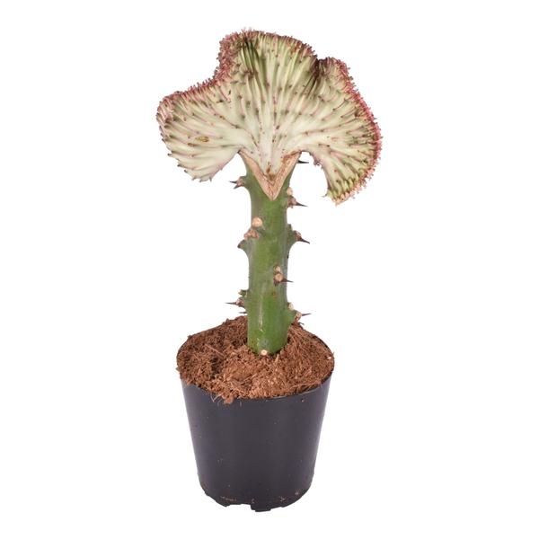 Euphorbia lactea Cristata rood - 35 cm - ø12  BotanicBridge