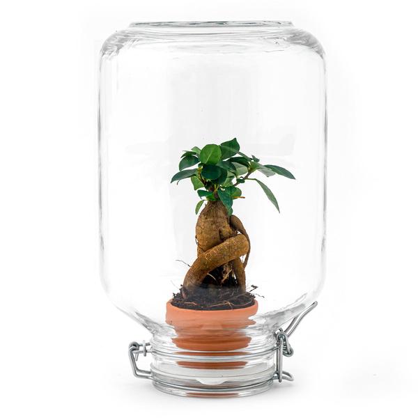 Easyplant - Ficus Ginseng bonsai - Mini-ecosysteem  BotanicBridge