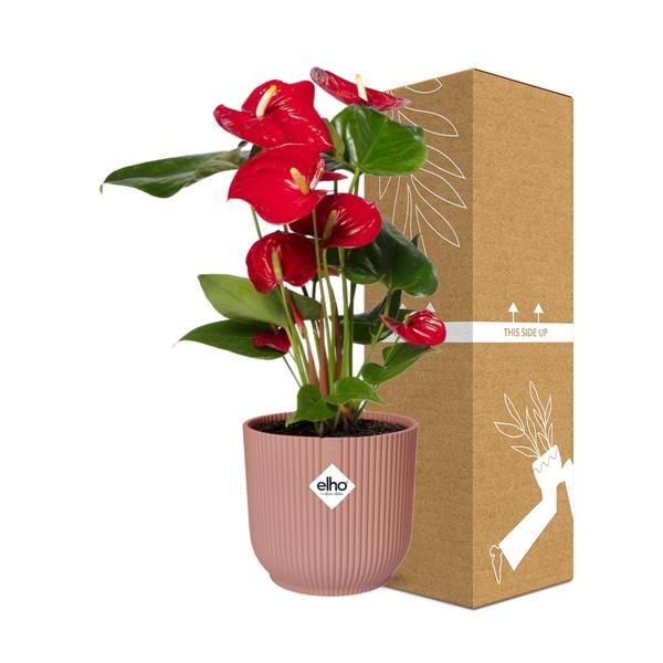 Anthurium Red 12cm in ELHO Vibes Fold 14cm roze  BotanicBridge