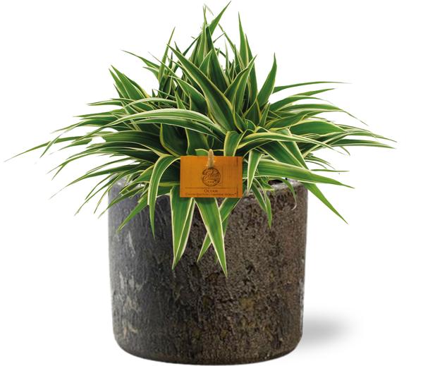 Chlorophytum Ocean - Ø15cm - ↕25cm + Maas Pot D16x14cm - Bruin  BotanicBridge