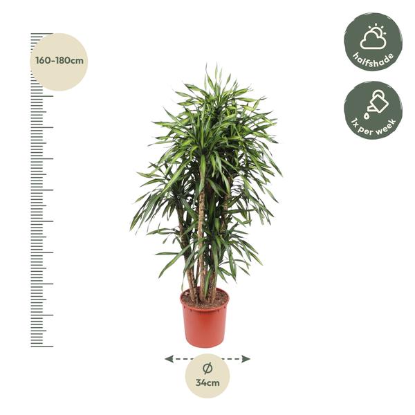 Dracaena Riki - 170 cm - ø34  BotanicBridge