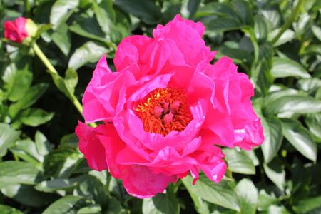 Paeonia 'Pantatay' - 4x  BotanicBridge