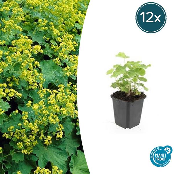 Alchemilla mollis - ↕10-25cm - Ø9cm - 12x  BotanicBridge