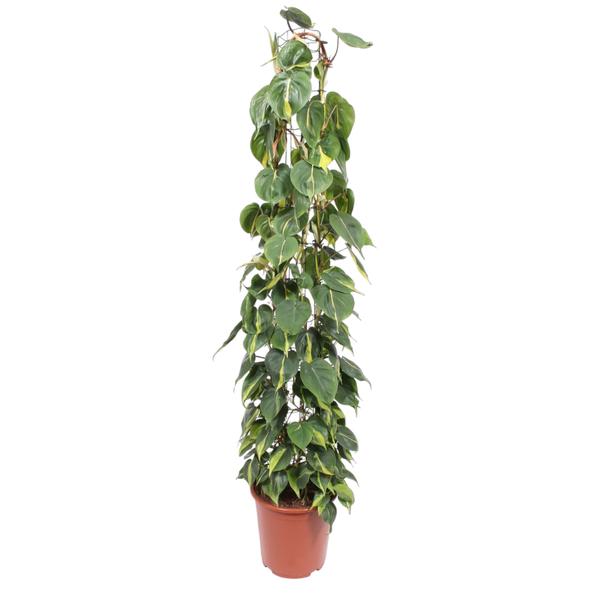 Philodendron Scandens Brasil gaasrek - 160 cm - ø27  BotanicBridge