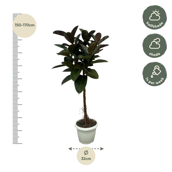 Ficus Elastica Robusta stam - 140 cm - Ø27cm  BotanicBridge