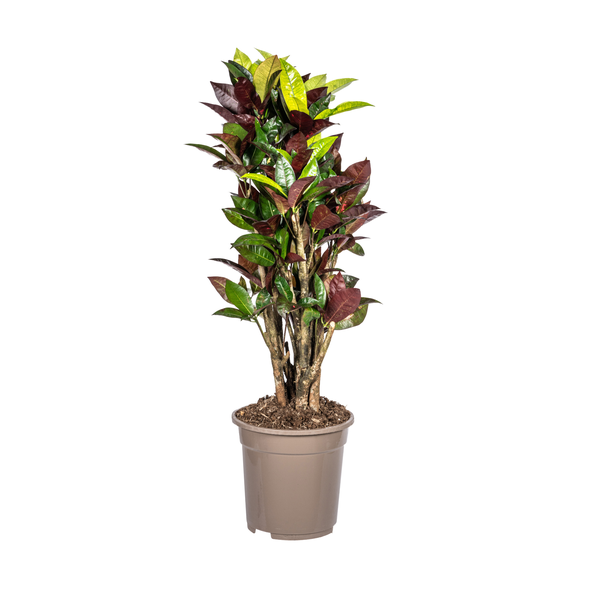 Codiaeum 'Croton' Iceton Ø21cm - ↕70-80cm  BotanicBridge