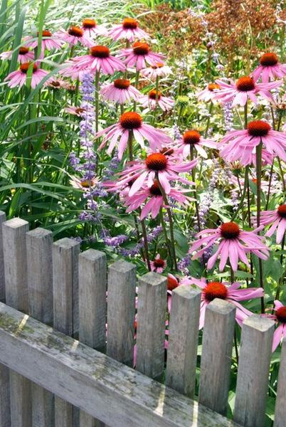 Echinacea p. 'Magnus' - ↕10-25cm - Ø9cm - 6x  BotanicBridge